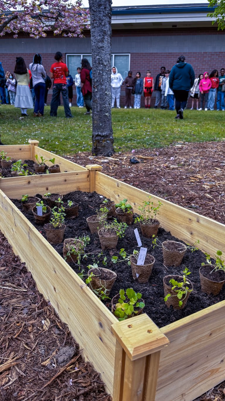 Students raised various edible plants that TAF@Saghalie students will continue to grow and nurture.